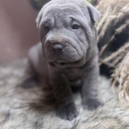 Seasmoke - Blue male Chinese Shar-Pei puppy in Lehigh Acres, Florida from Florida Wrinkles