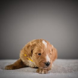 Yellow - Red male Bernedoodle puppy in Caldwell, Idaho from Boise Doodle Co.