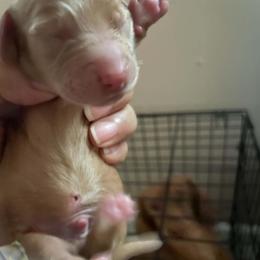 Vanilla - Cream male Dachshund puppy in Pinson, Alabama from Sweet Honey Bunn Hounds