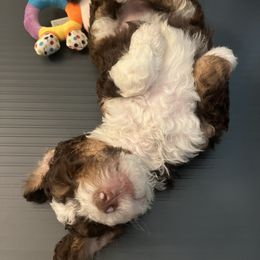 Bernedoodle Puppies from Lovey Dovey Bernedoodles