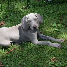 Weimaraner Puppies from Always Faithful Weimaraners