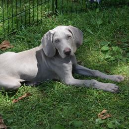Weimaraner Puppies from Always Faithful Weimaraners
