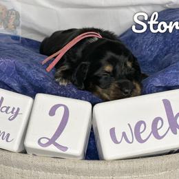 Dachshund Puppies from Shannon Dolly’s Dachshunds