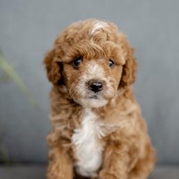 Maxi - Cream male Poodle puppy in Narvon, Pennsylvania from Corgi Companions (license number 18998)