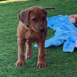 Scout - Rd whtn blk nose female Rhodesian Ridgeback puppy in Montgomery, Texas from Timber Ridge Kennels