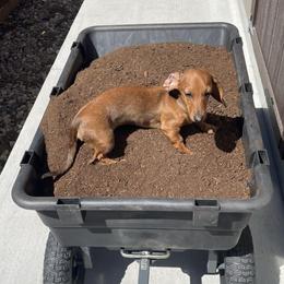 Dachshund Puppies from Scottland Ranch Dachshunds