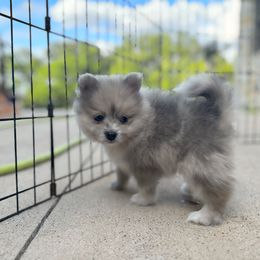 Pomsky Puppies from Ponderosa Pomskies