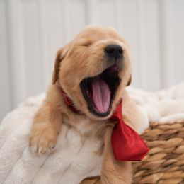 Golden Retriever, Miniature American Shepherd, and Siberian Husky Puppies from HuskiesAndGoldensWithFinesse