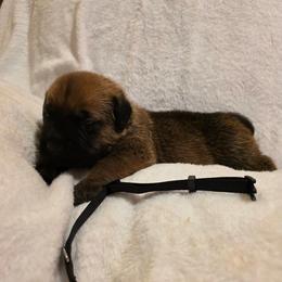 Black Collar - Fawn male Cane Corso puppy in Pylesville, Maryland from Safe Haven Cane Corso