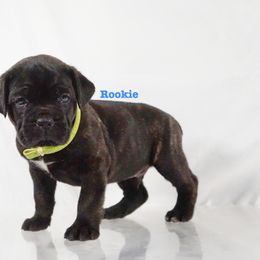 Cane Corso Puppies from Prestigious K9