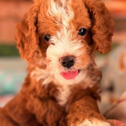 Twix - Chocolate male Cavapoo puppy in Dickerson, Maryland from Pawsome Aussie Doodles and Oodles