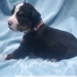 Brown Male - Bernese Mountain Dog puppy from Bernese Mountain Dogs of Pony Trail Farm