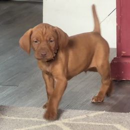 Male 3 - Golden rust male Vizsla puppy in Windsor, Maine from Pleasant Ridge