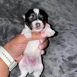 Boy 1 - Parti male Yorkshire Terrier puppy in Richland County, South Carolina from Nesha's Pawrific Tails