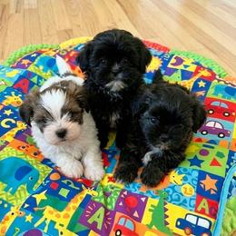 Mal-Shi puppies from Millennium Farms