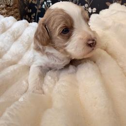 Bea - Blenheim female Cavapoo puppy in Redding, California from O’Hara  Doodles