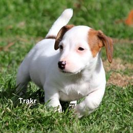 Russell Terrier Puppies from Cuttin Up Jack Russells