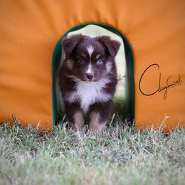 Gimlet - Red tri female Miniature Australian Shepherd puppy in Prague, Oklahoma from Clay Creek Aussies