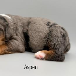 Aspen - male Australian Mountain Doodle puppy in Chattanooga, Tennessee from River City Doodles TN