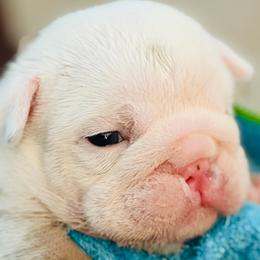 Boy 2 - Black tri-color male Bulldog puppy in Norco, California from Alizah Bulldogs
