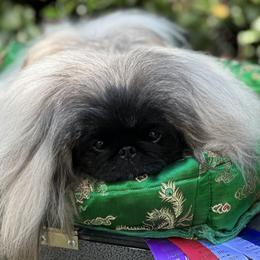 Girl 1 - Fawn female Pekingese puppy in North Carolina from Andrea Johnson Pekingese