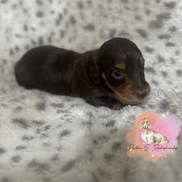 Clark - Chocolate and tan male Dachshund puppy in Timpson, Texas from Double S Kennel