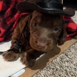 Dachshund Puppies from Short and Sassy Doxies