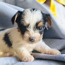 Yorkshire Terrier Puppies from Celestial Family Terriers (Yooper Yorkies)