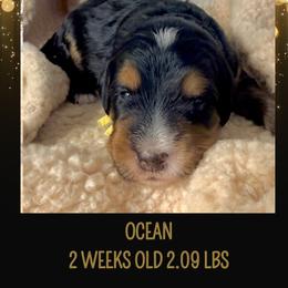Ocean (yellow ribbon) - Phantom female Bernedoodle puppy in Fallbrook, California from BFF Bernedoodles