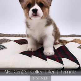 Carmel - Red female Pembroke Welsh Corgi puppy in Pine Village, Indiana from NL Horsemanship