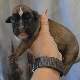 Sealed brindle girl 2 - Brindle female Boxer puppy in Red Boiling Springs, Tennessee from Silver Rain