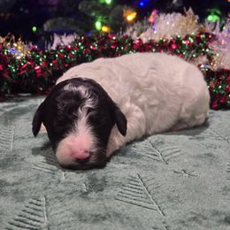 Tux Female - Parti female Poodle puppy in Patterson, California from Paterson Poodles