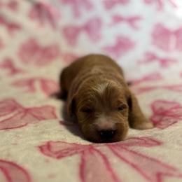 Honey - Red  female Goldendoodle puppy in Jacksonville, Florida from Dandelion Doodles