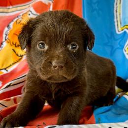 Snitch - Chocolate female Labrador Retriever puppy in Sullivan, Missouri from O’Dell Labs