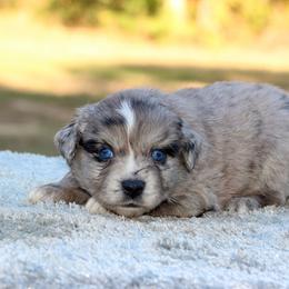 Linus - Blue merle male Miniature Australian Shepherd puppy in Bauxite, Arkansas from J & B Mini Aussies