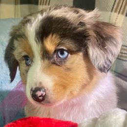 Scout - Blue merle male Miniature Australian Shepherd puppy in Somerset, Kentucky from Natural Life Ranch