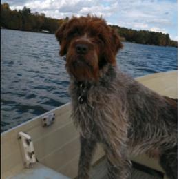 Goldendoodle and Wirehaired Pointing Griffon All Grown Up from Ole Poor Farm