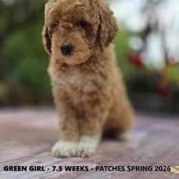 Green Girl - Apricot female Goldendoodle puppy in Coppell, Texas from Bethel Stream Goldendoodles