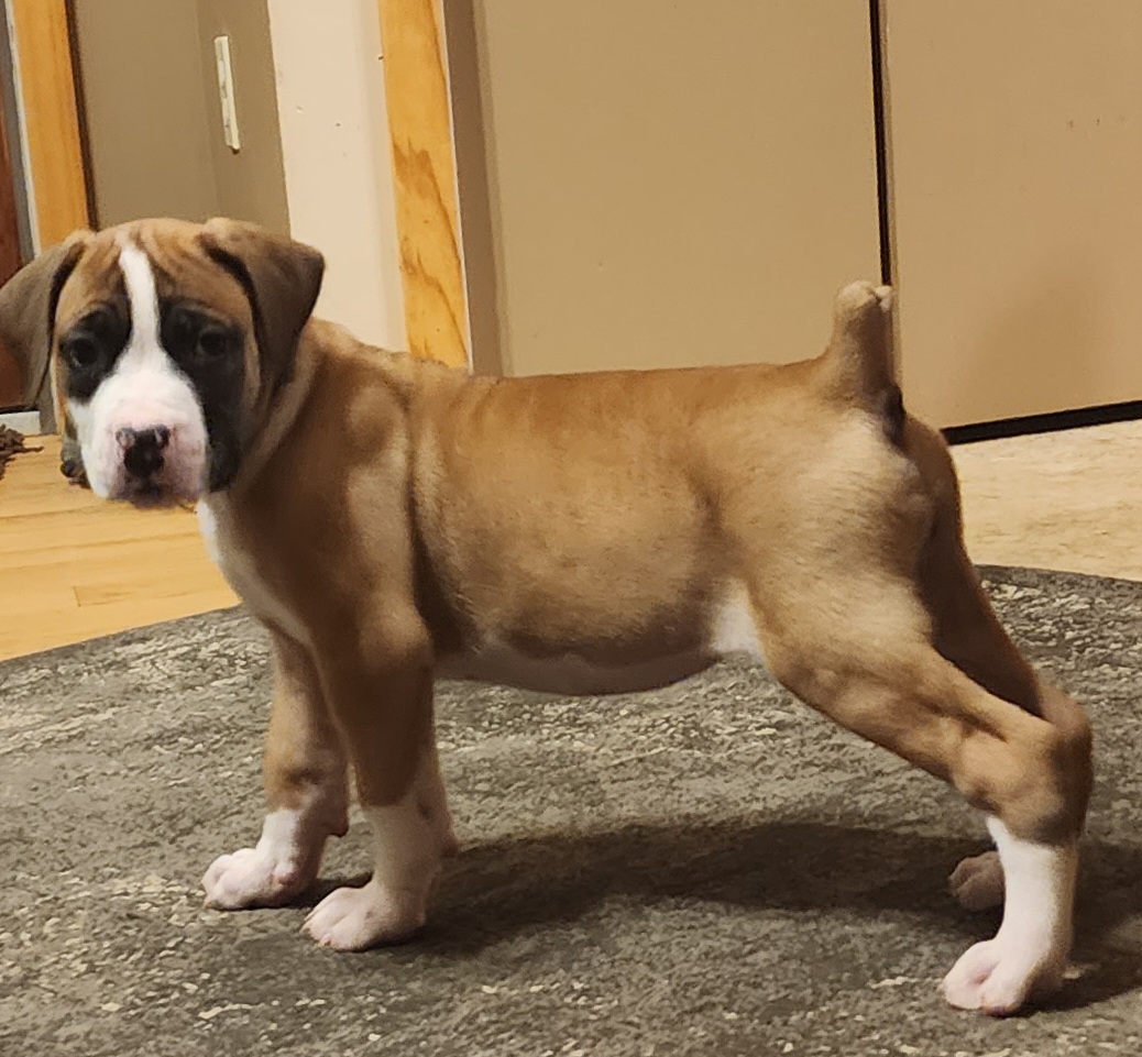 Girl 1 - Boerboel puppy in Naples, New York from Freedom Boerboels LLC