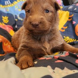 Blossom - Isabella female German Shepherd puppy in Los Lunas, New Mexico from Mali's German Shepherds LLC