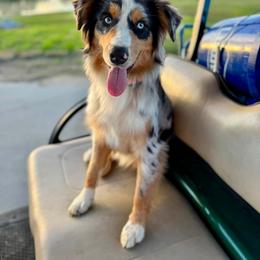Australian Shepherd All Grown Up from S.I. Aussie