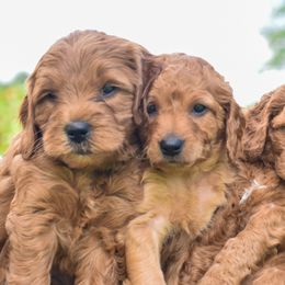 Goldendoodle Puppies from OodlesODoodles
