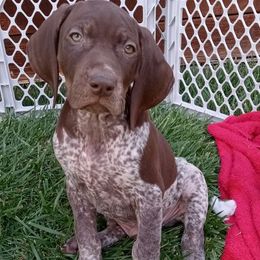 German Shorthaired Pointers from Von Beauchene Breeders