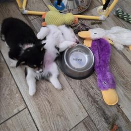 Pembroke Welsh Corgi Puppies from Dash'n Corgis of AZ