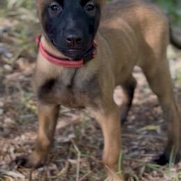 Belgian Malinois Puppies from Lion and The Lamb Kennel