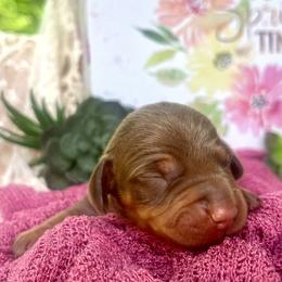 Maverick AKC - Chocolate and tan male Dachshund puppy in Hendersonville, North Carolina from Snarky Doxy Miniature Dachshunds