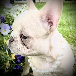 French Bulldog Puppies from Boise French Bulldogs