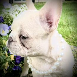 French Bulldog Puppies from Boise French Bulldogs