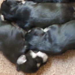 Miniature Schnauzer Puppies from Findell Kennel