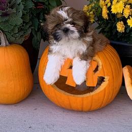 Shih Tzu Puppies from Tough Shih